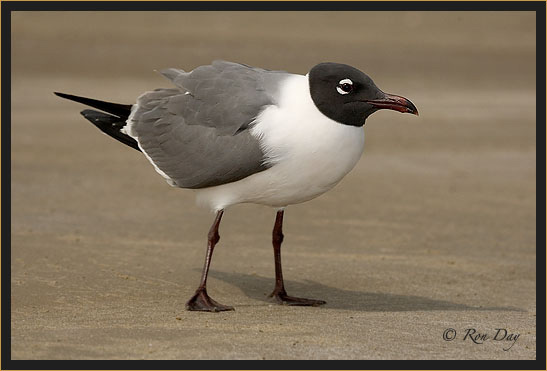 Laughing Gull (Larus atricilla), High Island